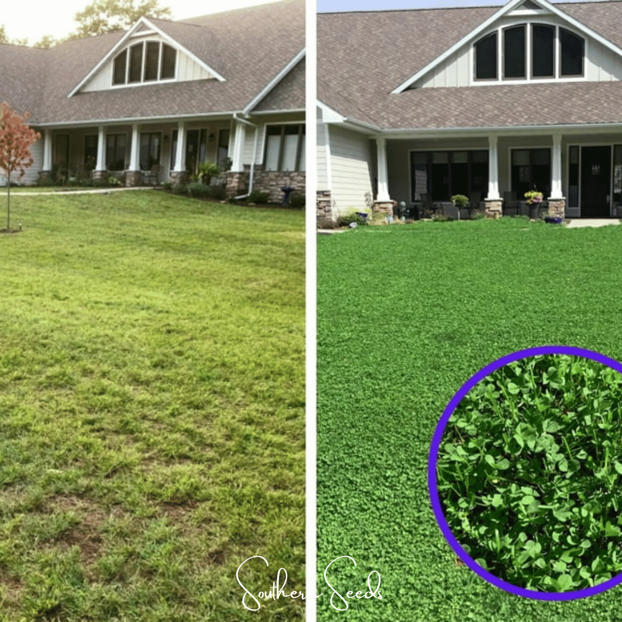 Micro Clover (Mini) – 10,000 Seeds | Seeds | Wiccan Center