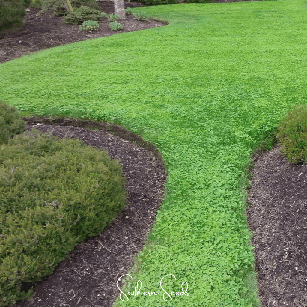 Micro Clover (Mini) – 10,000 Seeds | Seeds | Wiccan Center