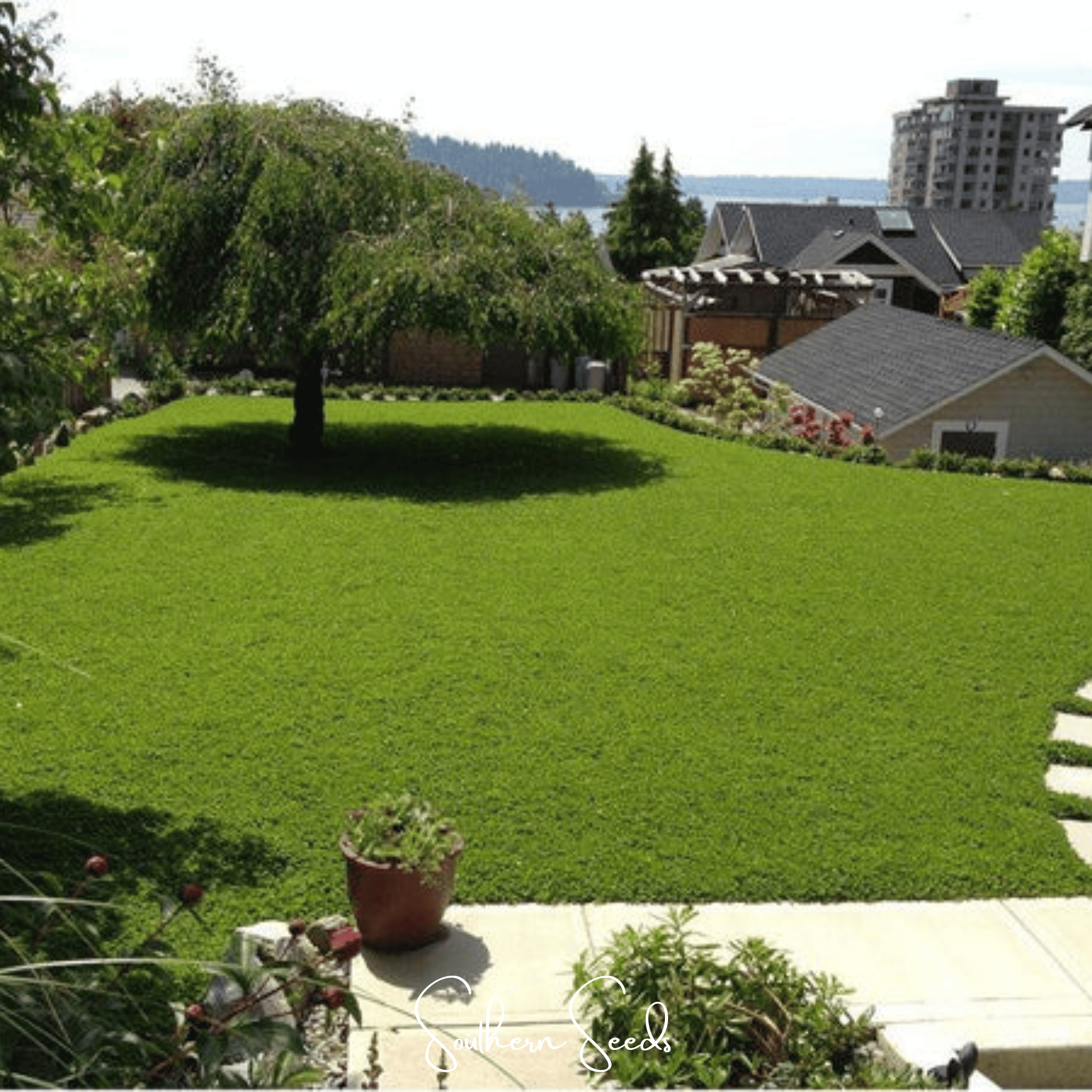 Micro Clover (Mini) – 10,000 Seeds | Seeds | Wiccan Center