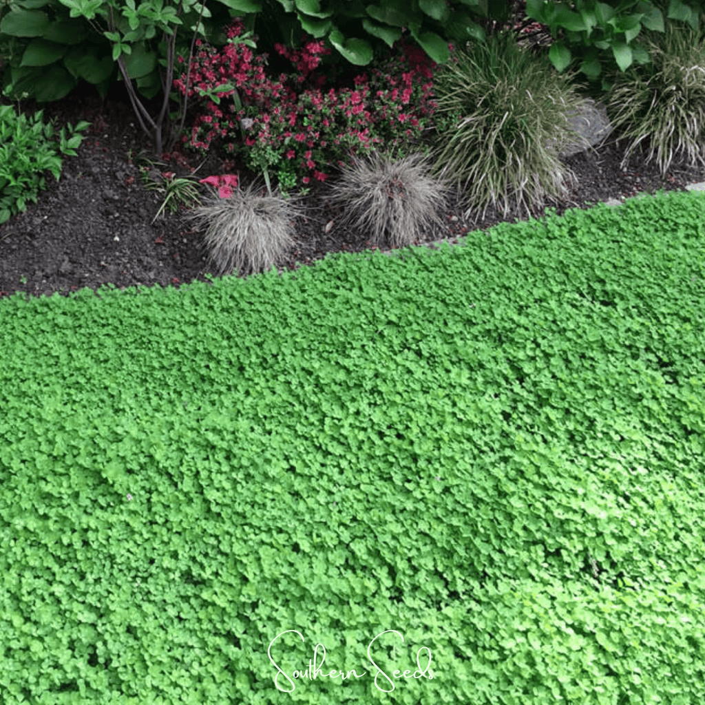 Micro Clover (Mini) – 10,000 Seeds | Seeds | Wiccan Center
