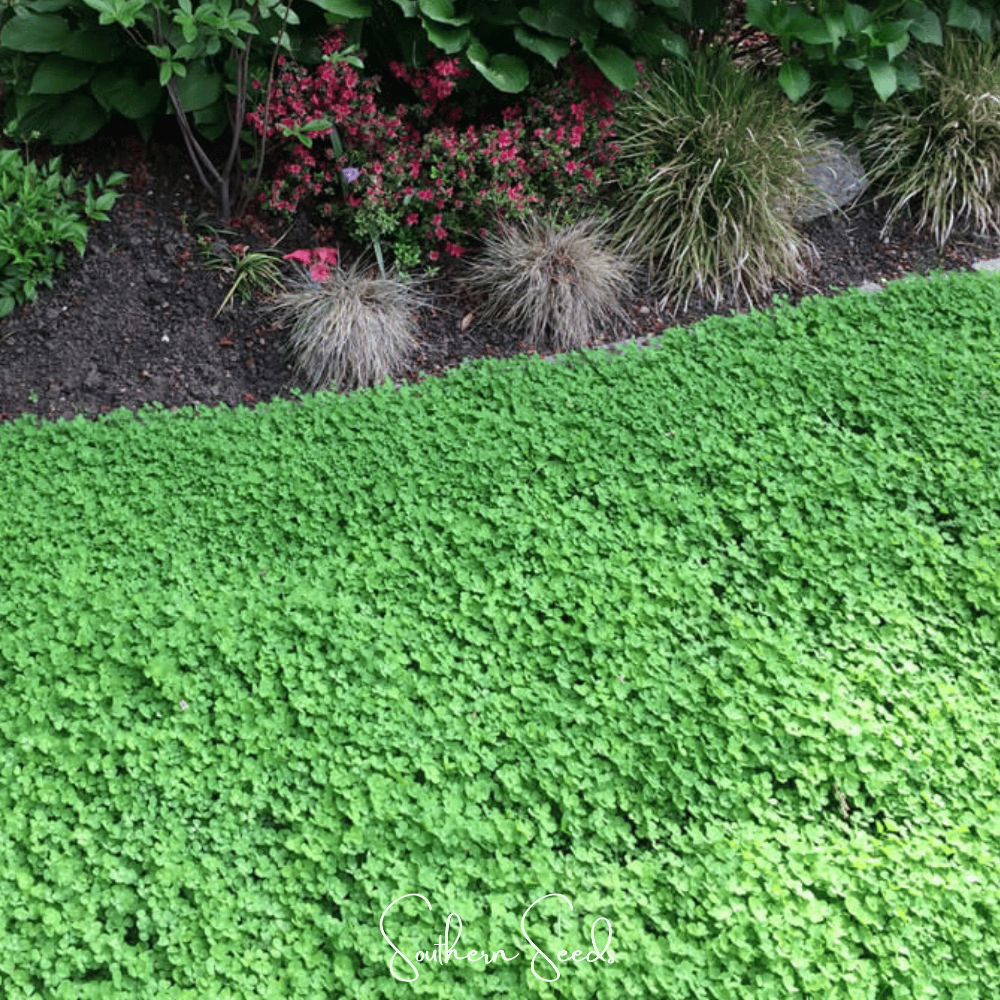 Micro Clover (Mini) – 10,000 Seeds | Seeds | Wiccan Center