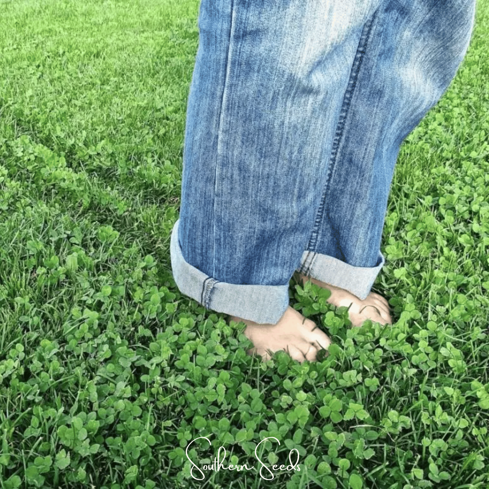 Micro Clover (Mini) – 10,000 Seeds | Seeds | Wiccan Center