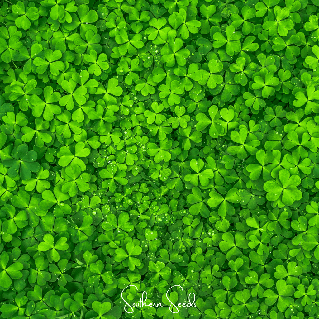 Micro Clover (Mini) – 10,000 Seeds | Seeds | Wiccan Center