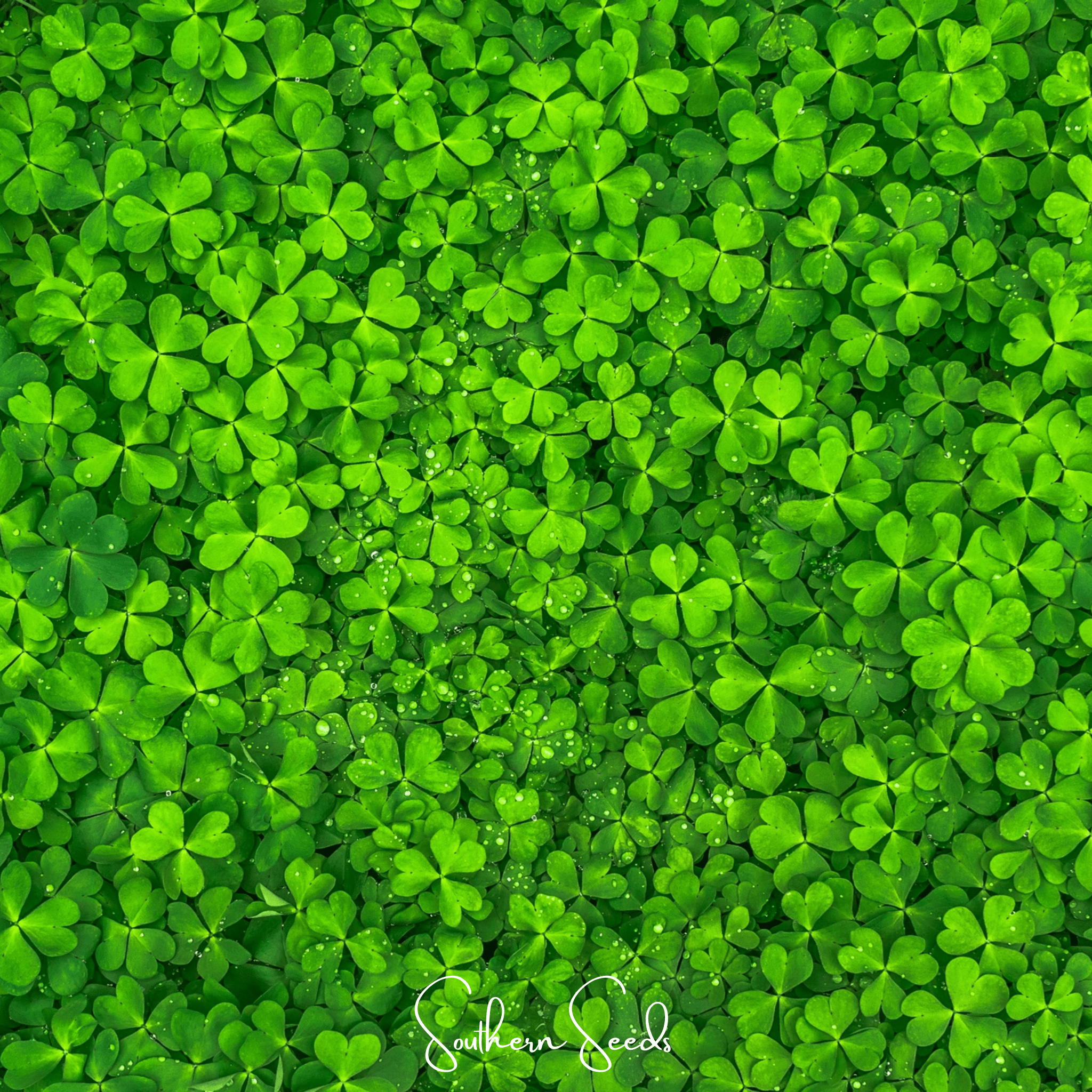 Micro Clover (Mini) – 10,000 Seeds | Seeds | Wiccan Center