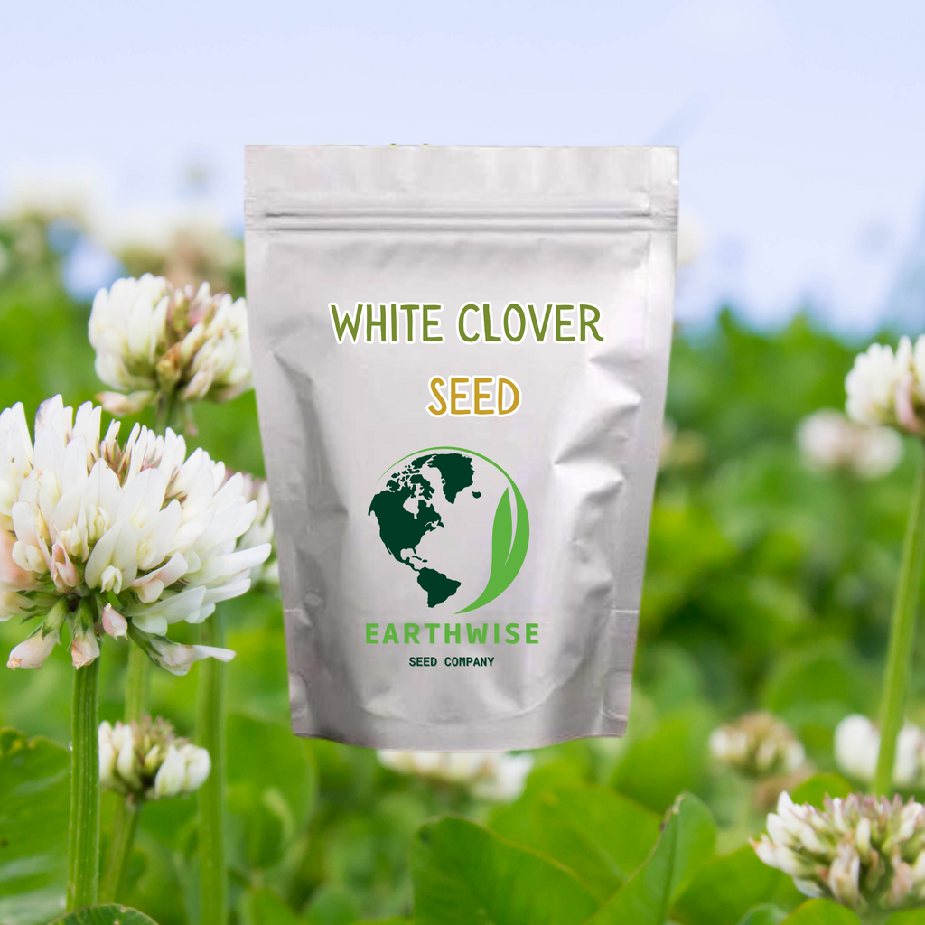 White Dutch Clover Alternative Lawn Seed | | Wiccan Center