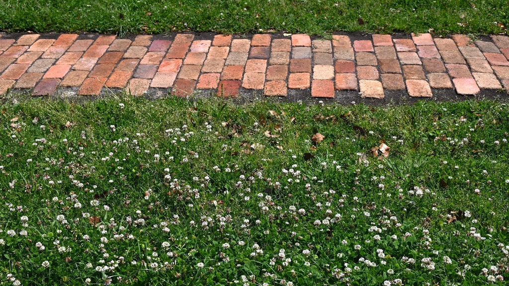 Low Grow™ No-Mow Lawn Mix – Clover & Low-Maintenance Grass Alternative | | Wiccan Center