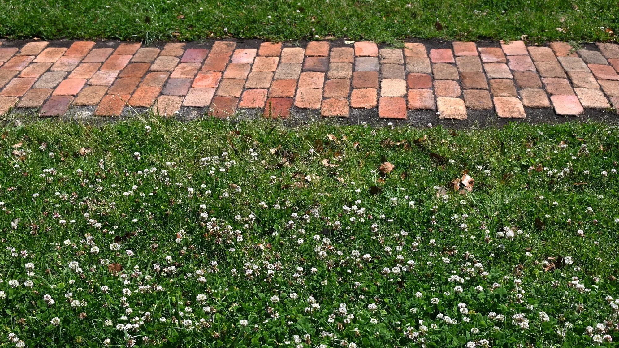 Low Grow™ No-Mow Lawn Mix – Clover & Low-Maintenance Grass Alternative | | Wiccan Center