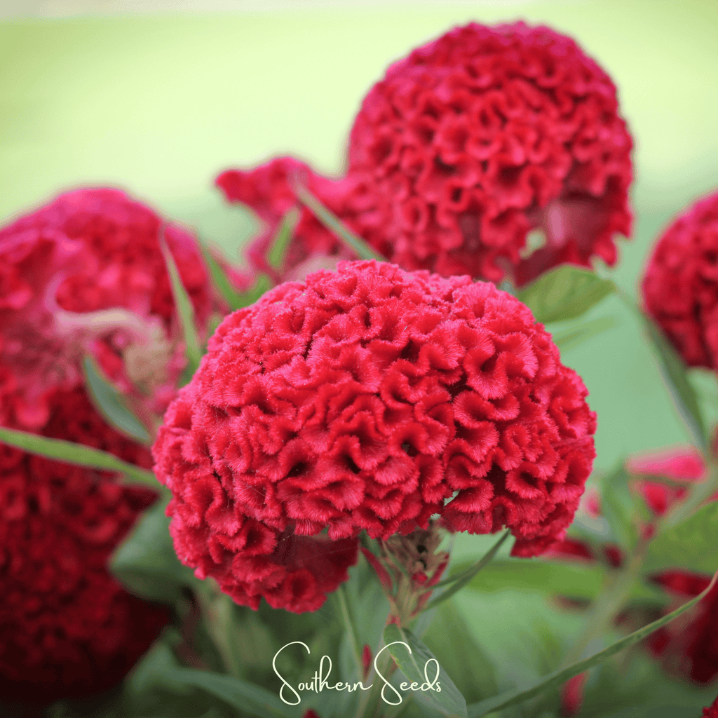 Carmine Cockscomb – 25 Seeds | Seeds | Wiccan Center