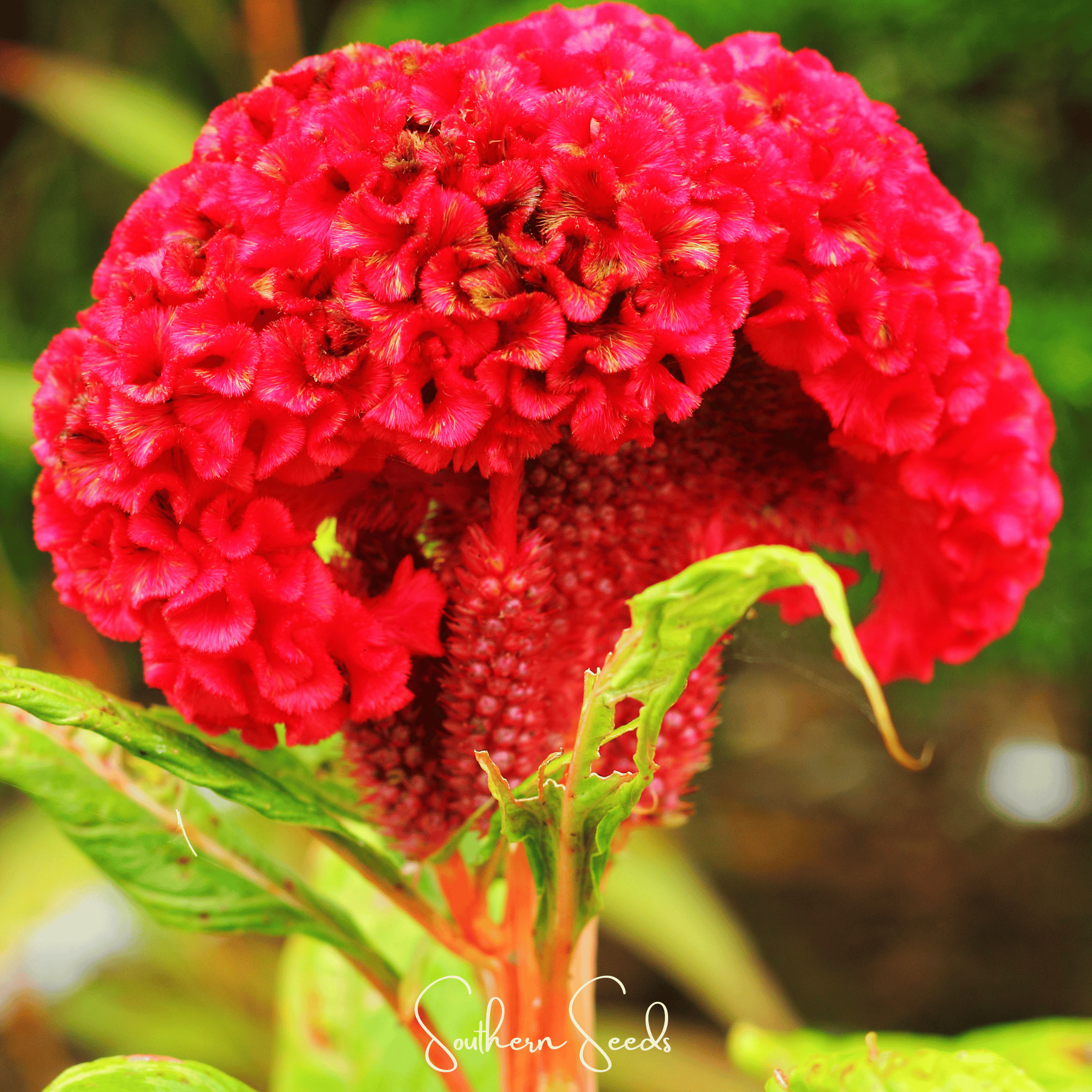 Carmine Cockscomb – 25 Seeds | Seeds | Wiccan Center