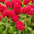 Carmine Cockscomb – 25 Seeds | Seeds | Wiccan Center