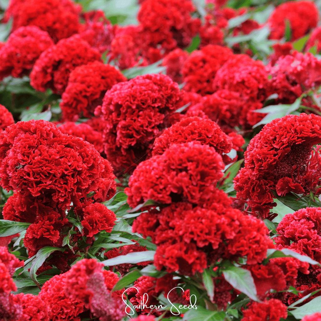 Carmine Cockscomb – 25 Seeds | Seeds | Wiccan Center