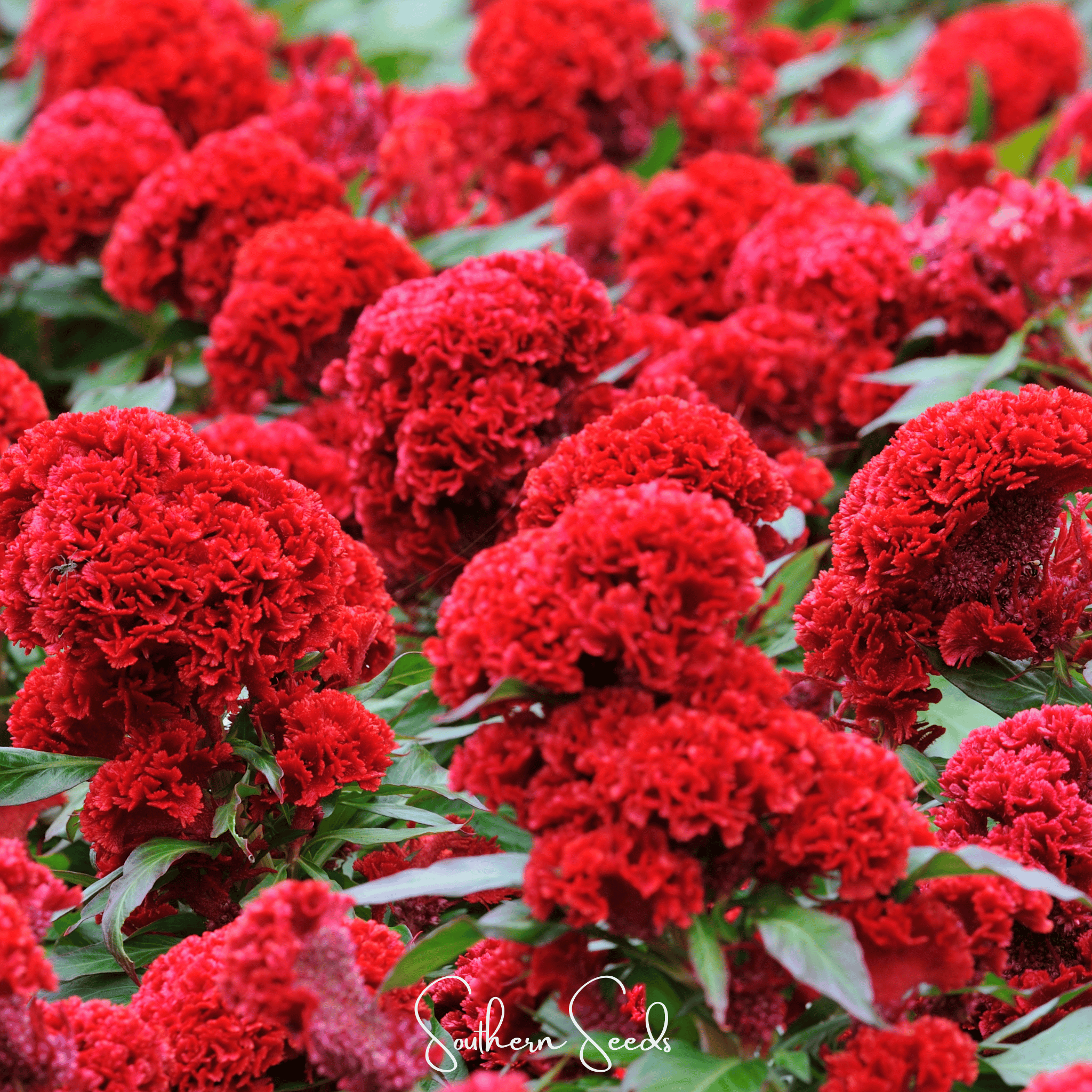 Carmine Cockscomb – 25 Seeds | Seeds | Wiccan Center