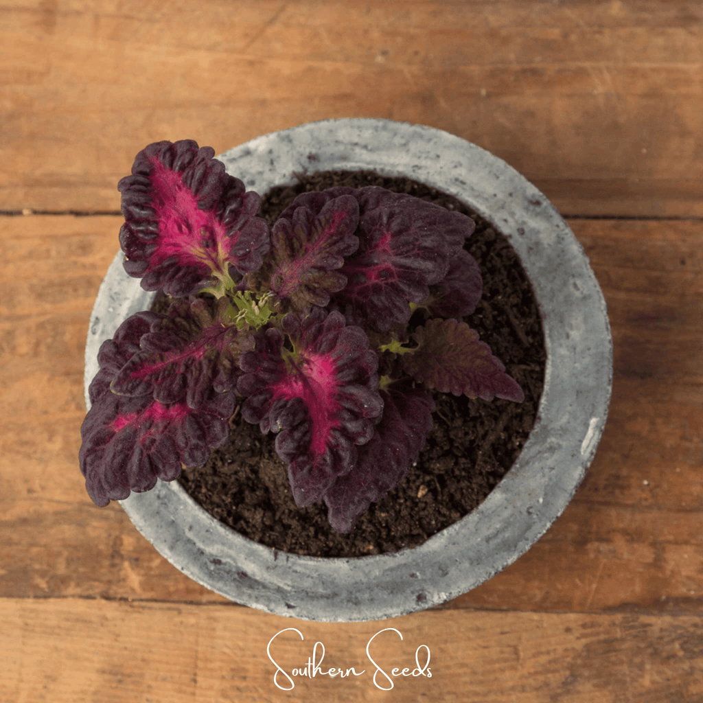 Black Dragon Coleus – 20 Seeds | Seeds | Wiccan Center