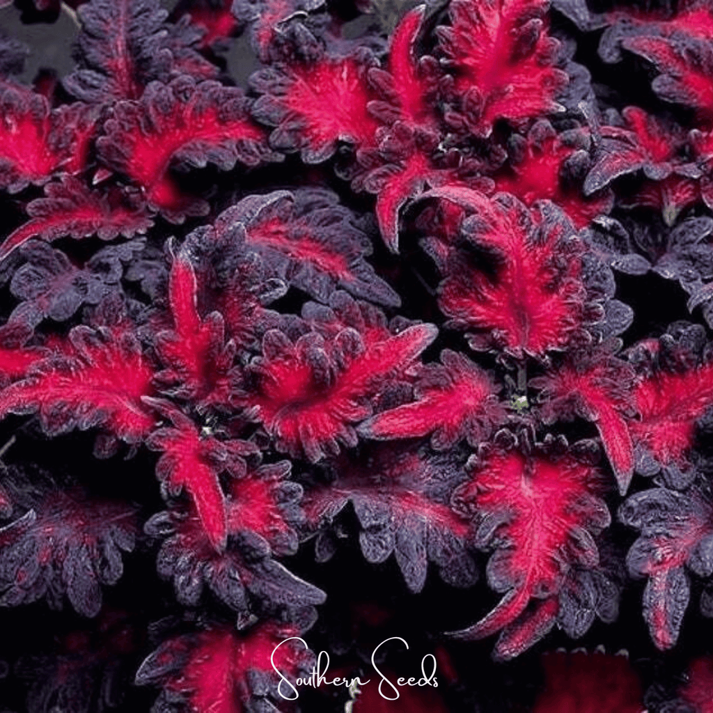 Black Dragon Coleus – 20 Seeds | Seeds | Wiccan Center
