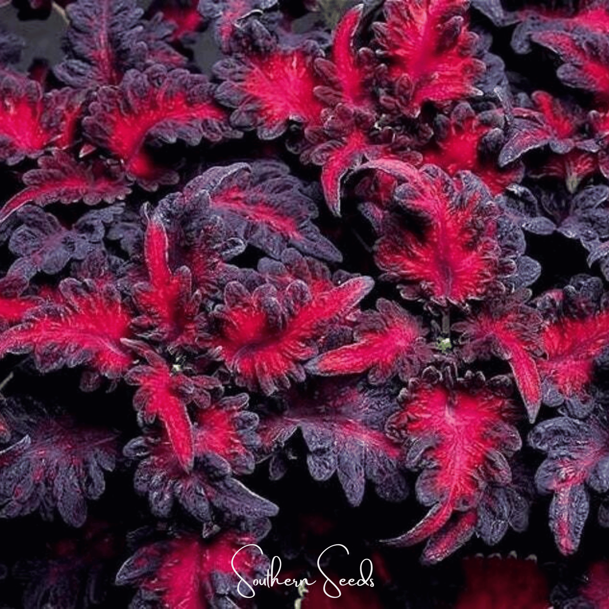Black Dragon Coleus – 20 Seeds | Seeds | Wiccan Center