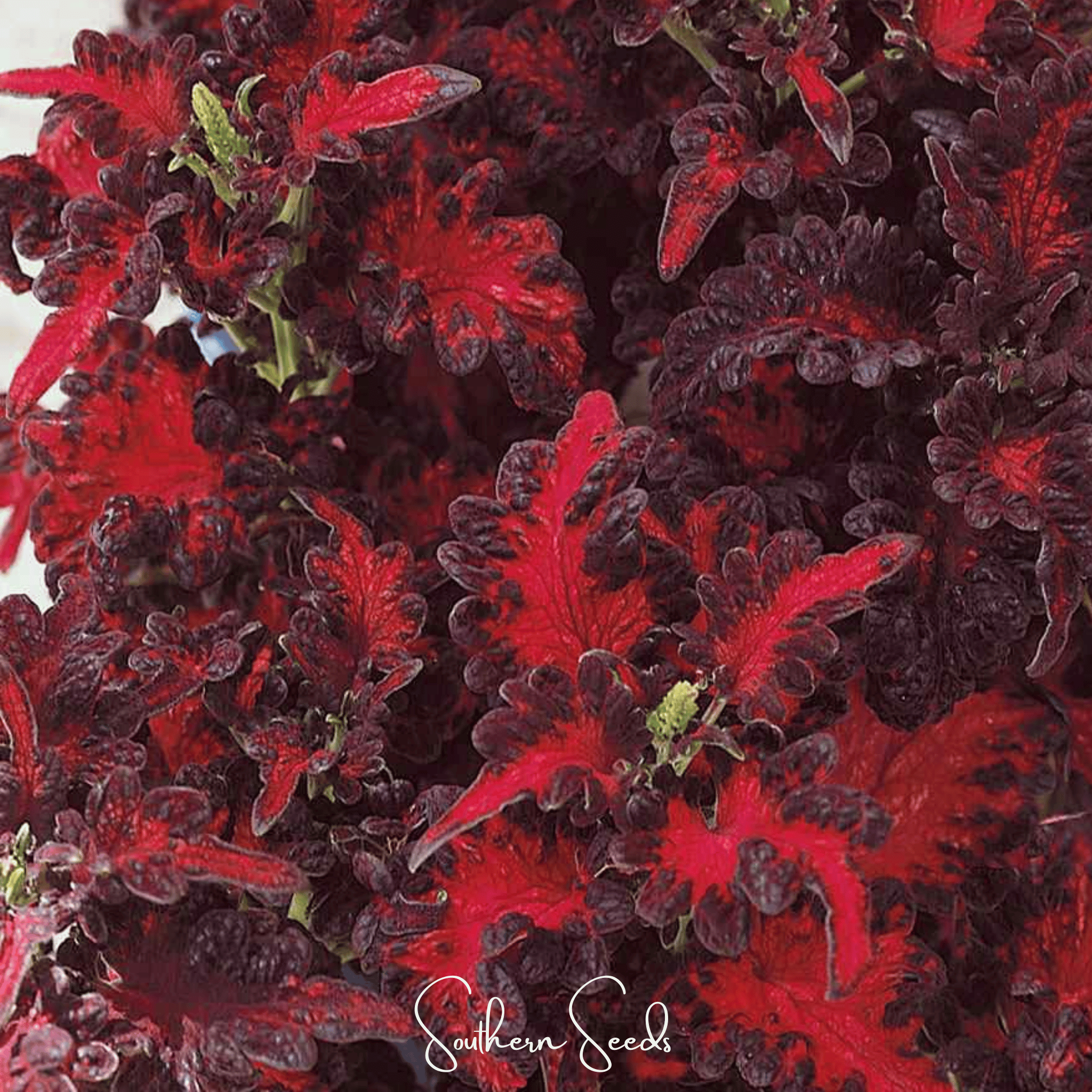 Black Dragon Coleus – 20 Seeds | Seeds | Wiccan Center