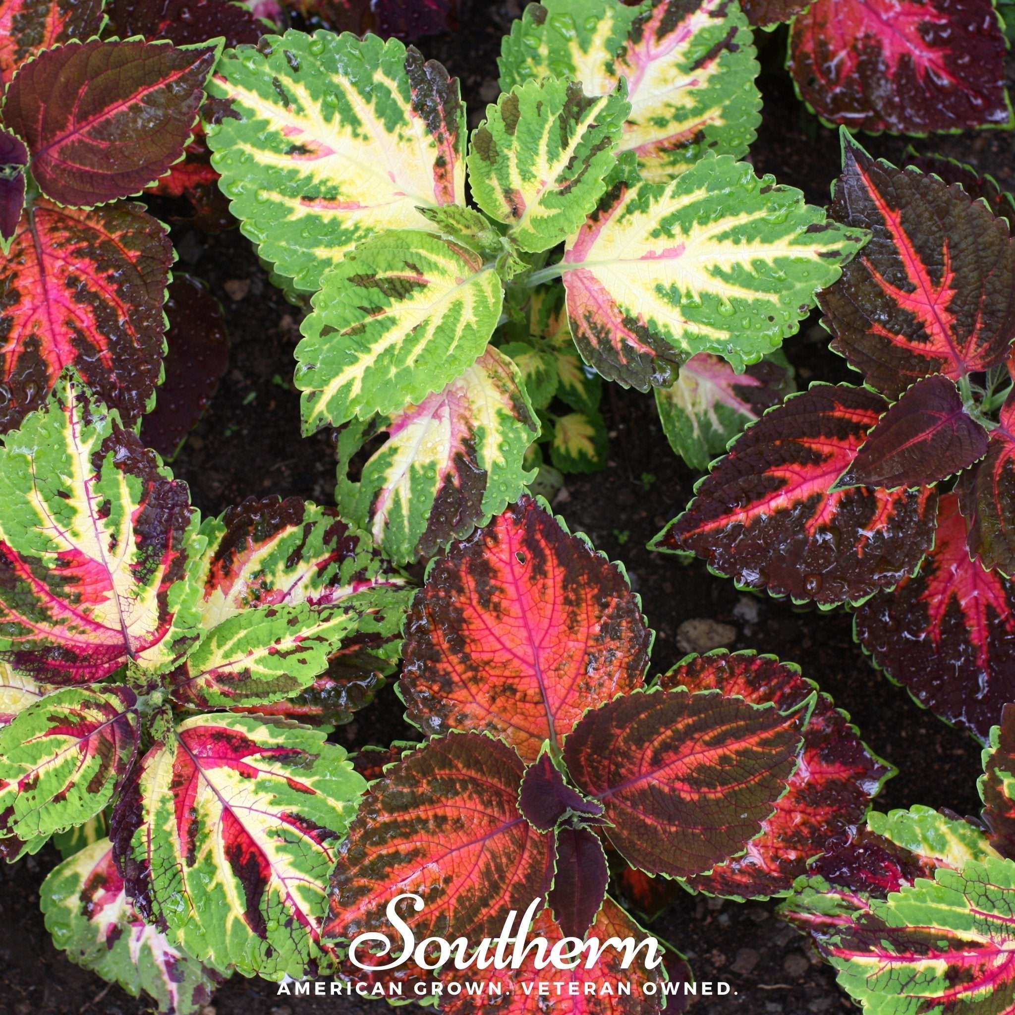 Rainbow Mix Coleus – 250 Seeds | | Wiccan Center