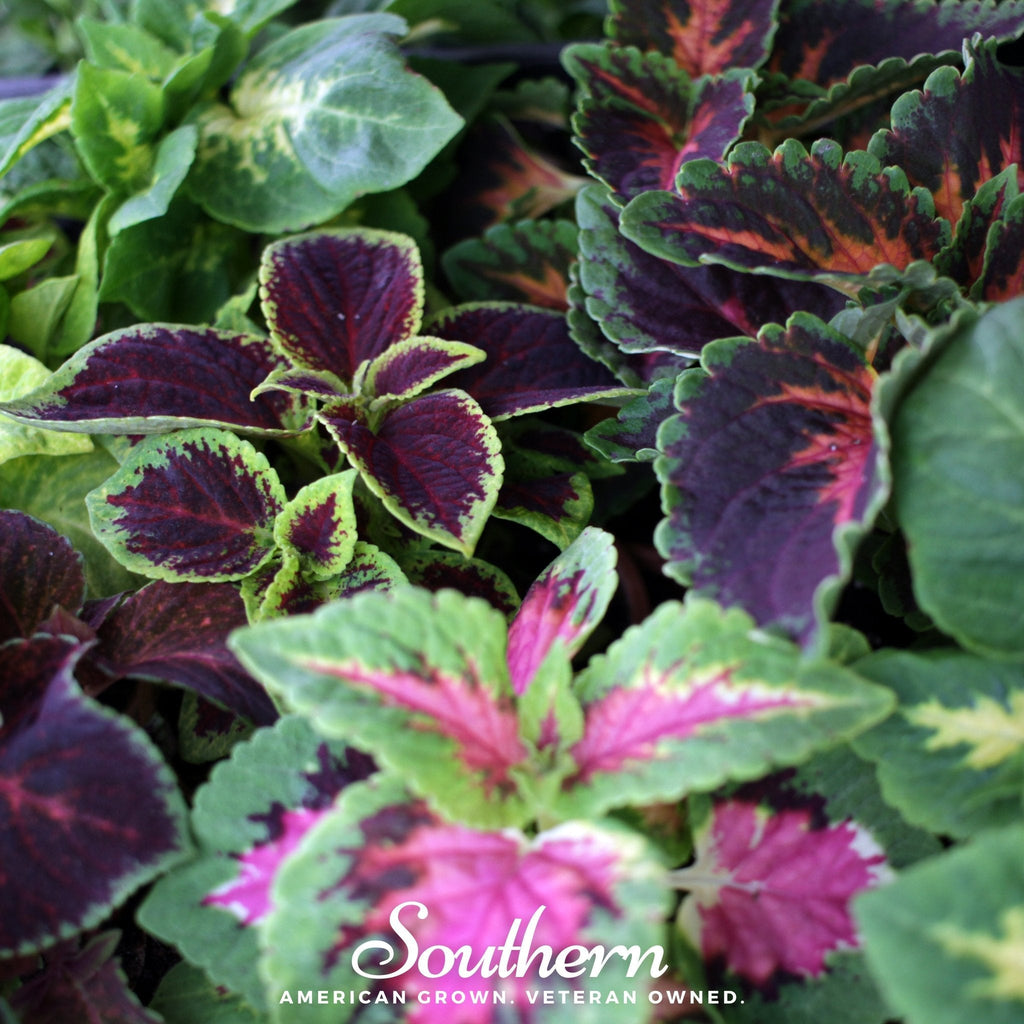 Rainbow Mix Coleus – 250 Seeds | | Wiccan Center