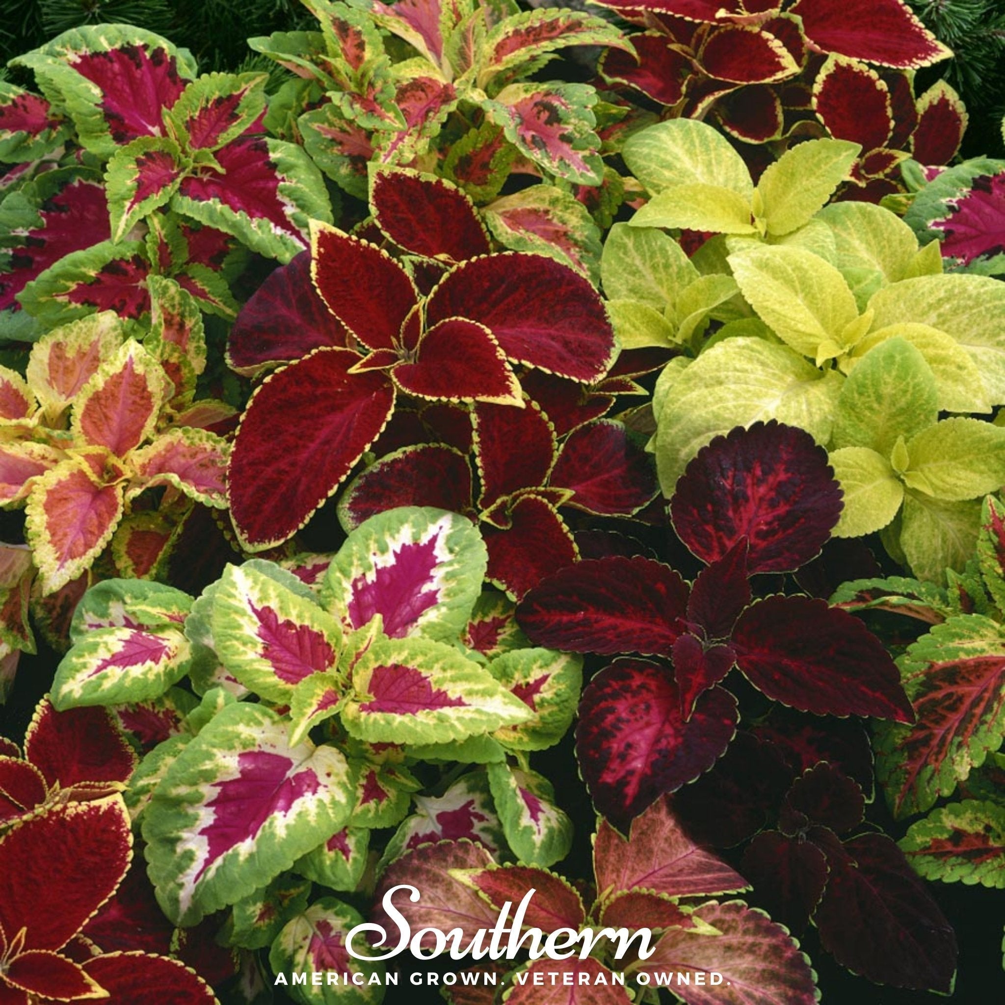 Rainbow Mix Coleus – 250 Seeds | | Wiccan Center