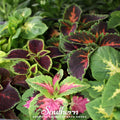 Rainbow Mix Coleus – 250 Seeds | | Wiccan Center