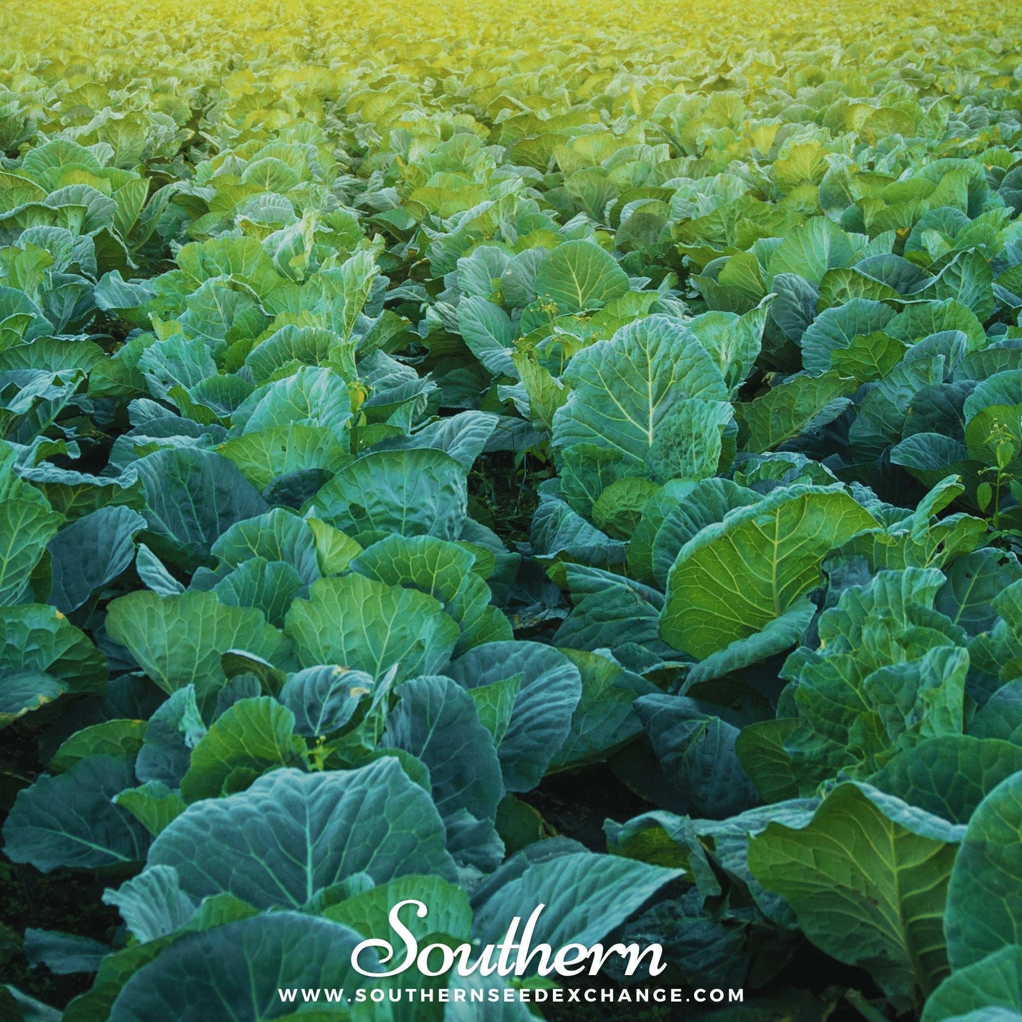 Champion Collard – 100 Seeds | Seeds | Wiccan Center