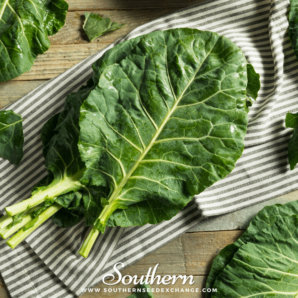 Champion Collard – 100 Seeds | Seeds | Wiccan Center