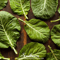 Champion Collard – 100 Seeds | Seeds | Wiccan Center