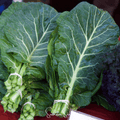 Georgia Collard Greens – 100 Seeds | Seeds | Wiccan Center