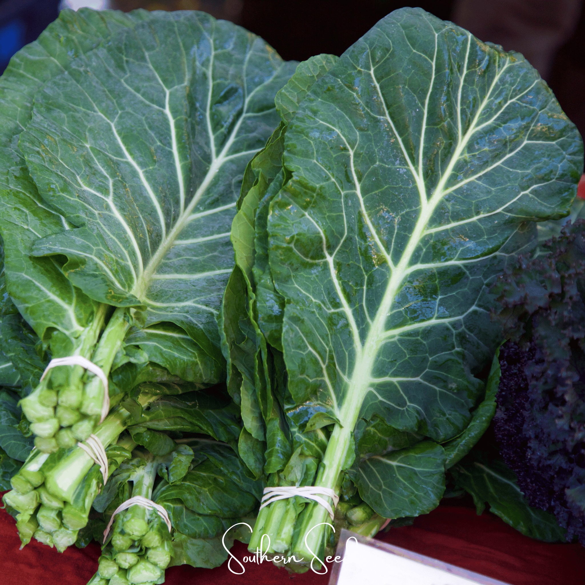 Georgia Collard Greens – 100 Seeds | Seeds | Wiccan Center