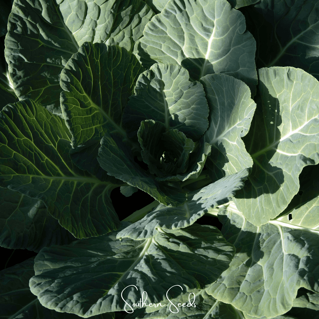 Georgia Collard Greens – 100 Seeds | Seeds | Wiccan Center
