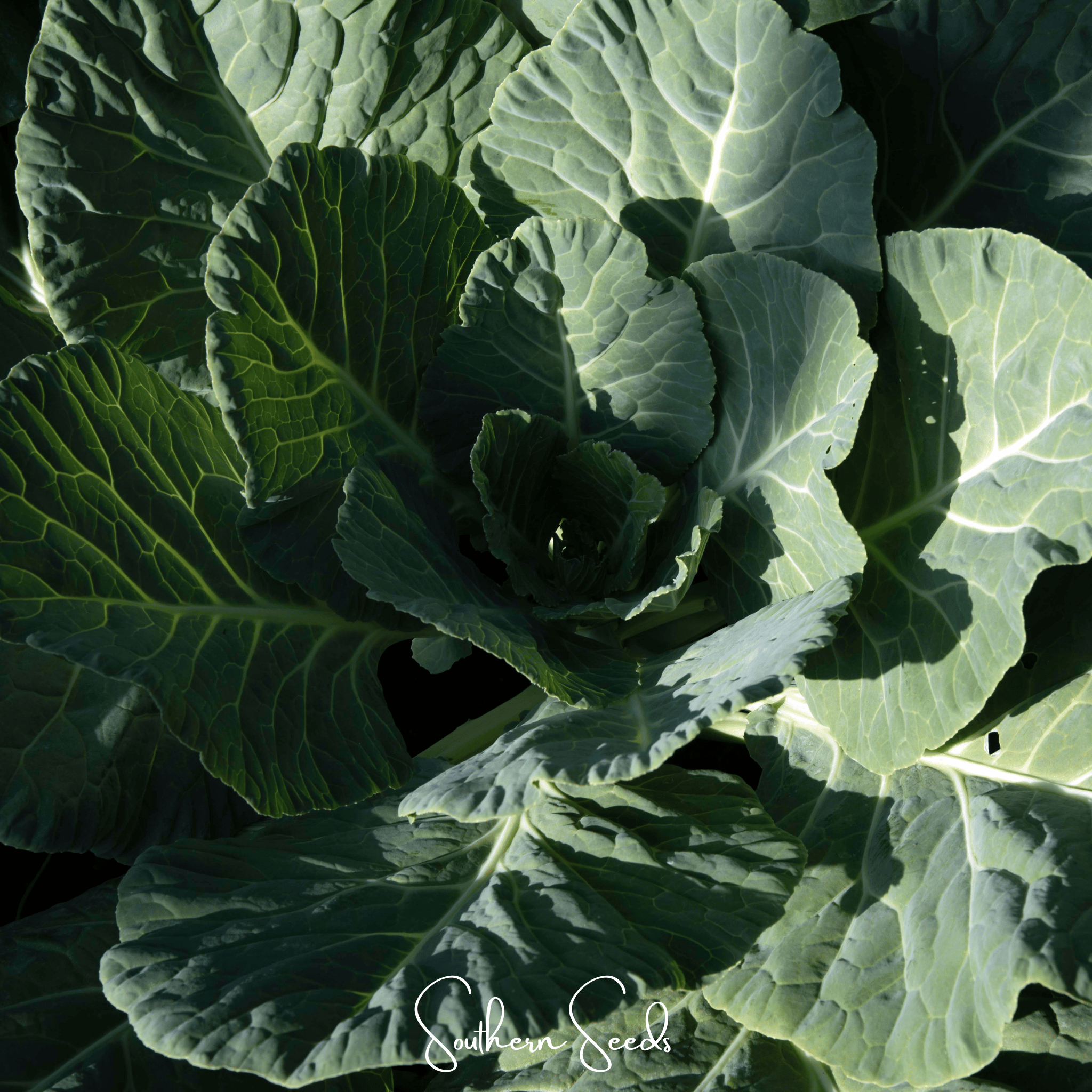 Georgia Collard Greens – 100 Seeds | Seeds | Wiccan Center