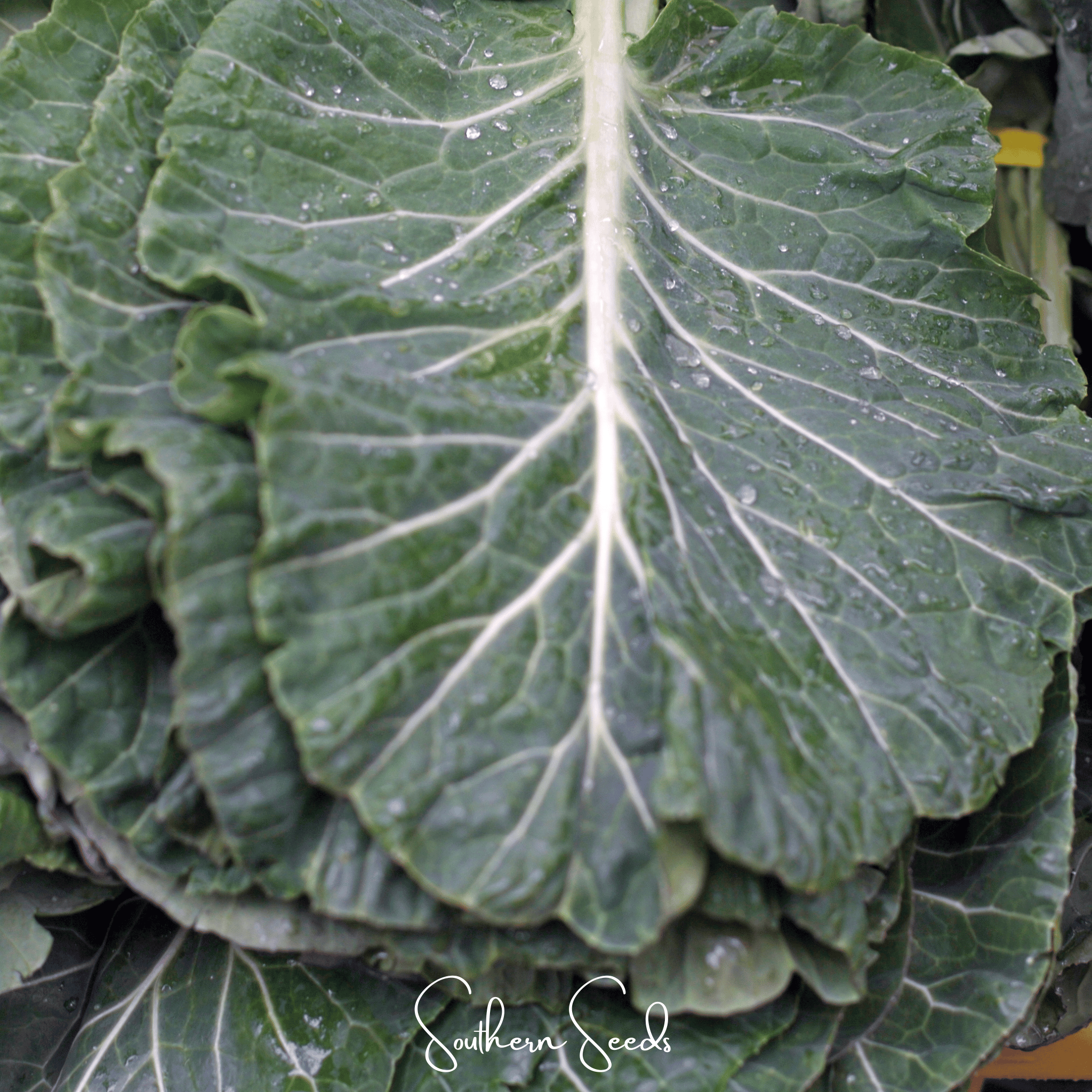 Georgia Collard Greens – 100 Seeds | Seeds | Wiccan Center