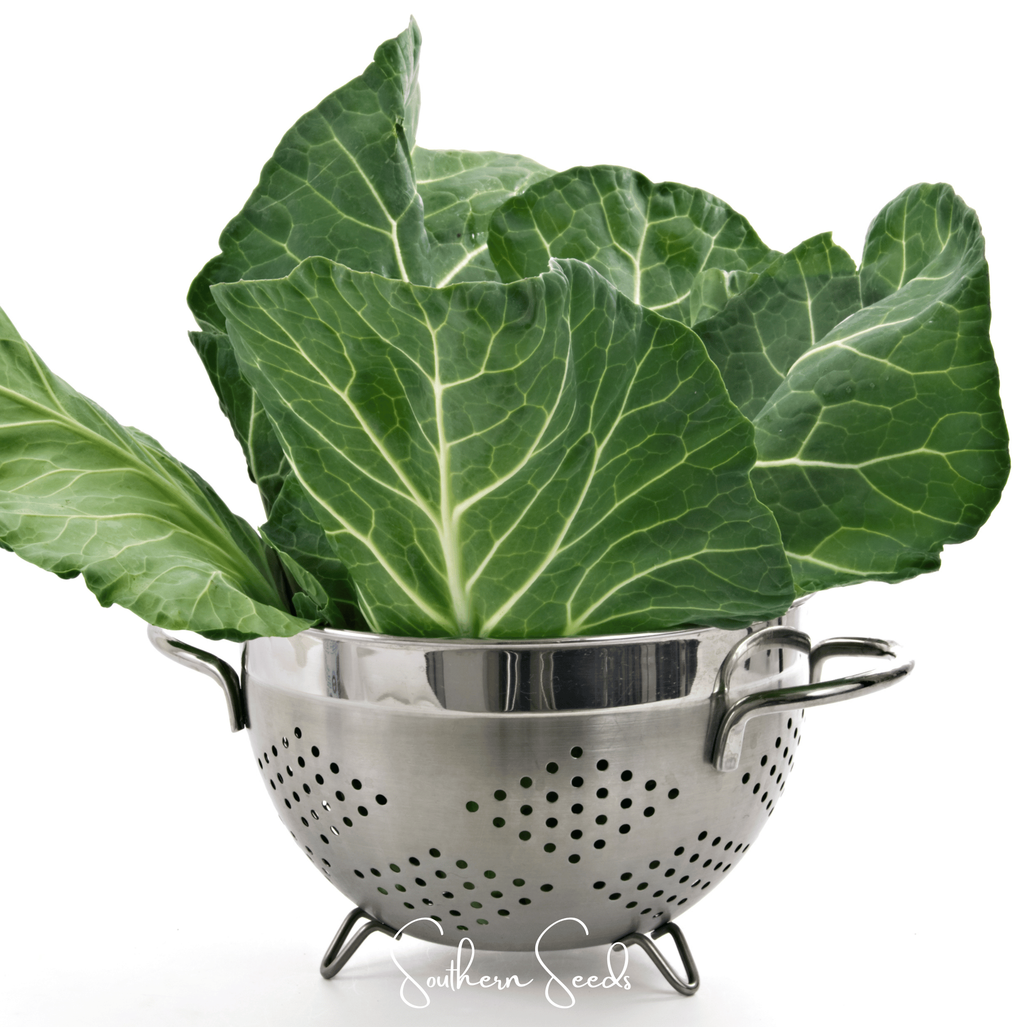 Georgia Collard Greens – 100 Seeds | Seeds | Wiccan Center
