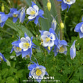 Colorado Blue Columbine – 100 Seeds | | Wiccan Center