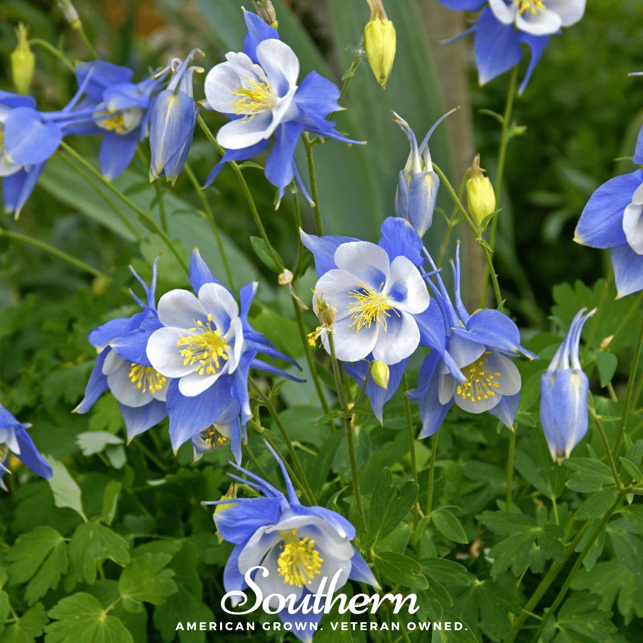Colorado Blue Columbine – 100 Seeds | | Wiccan Center