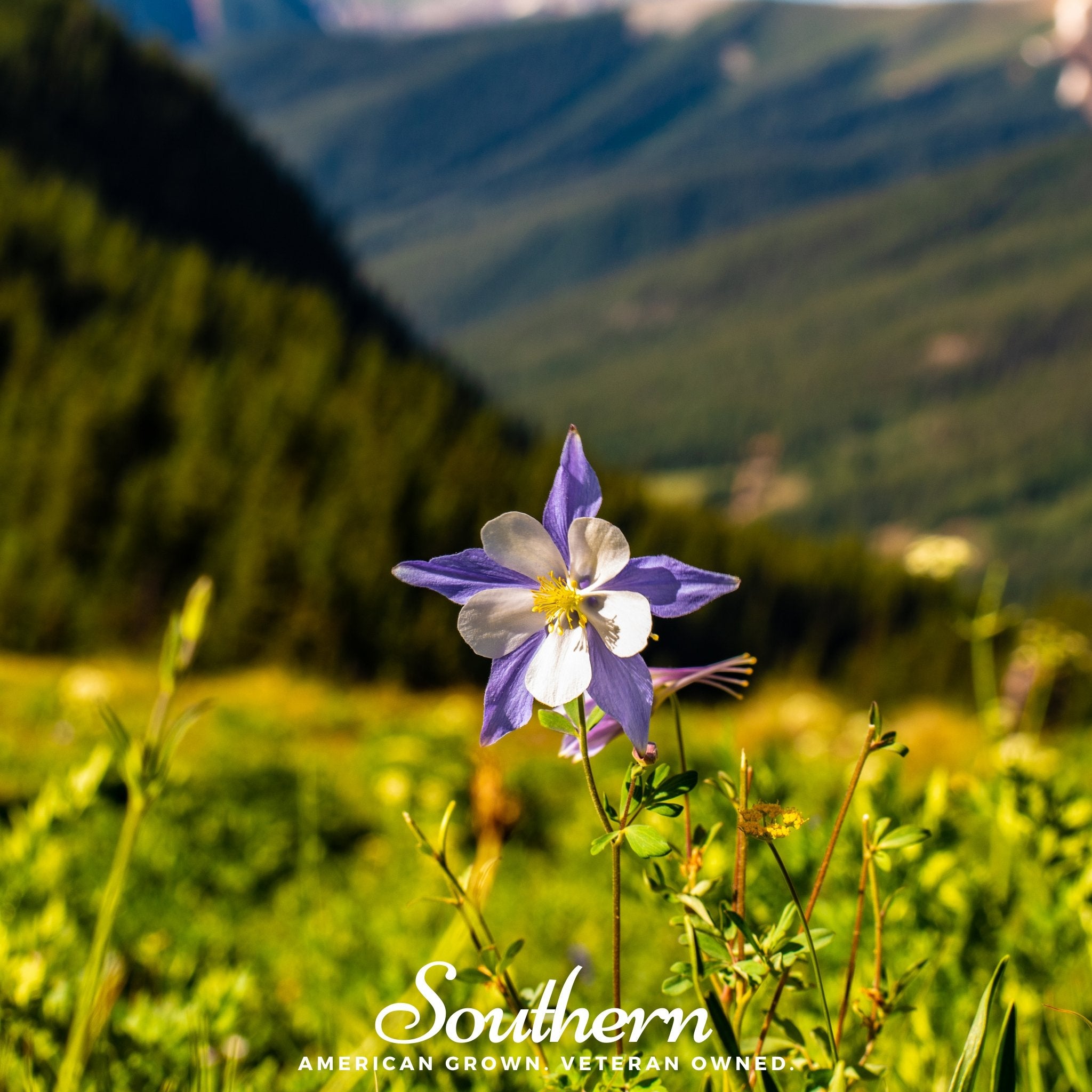 Colorado Blue Columbine – 100 Seeds | | Wiccan Center