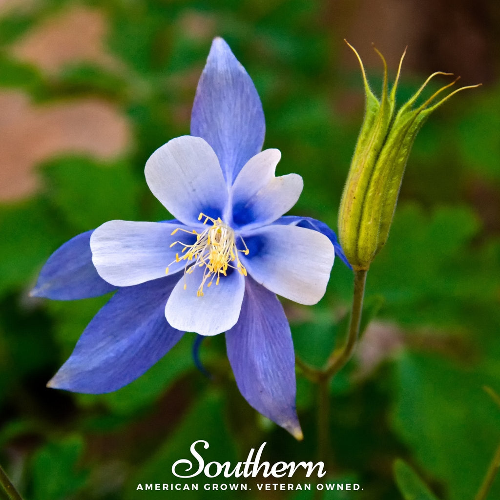Colorado Blue Columbine – 100 Seeds | | Wiccan Center