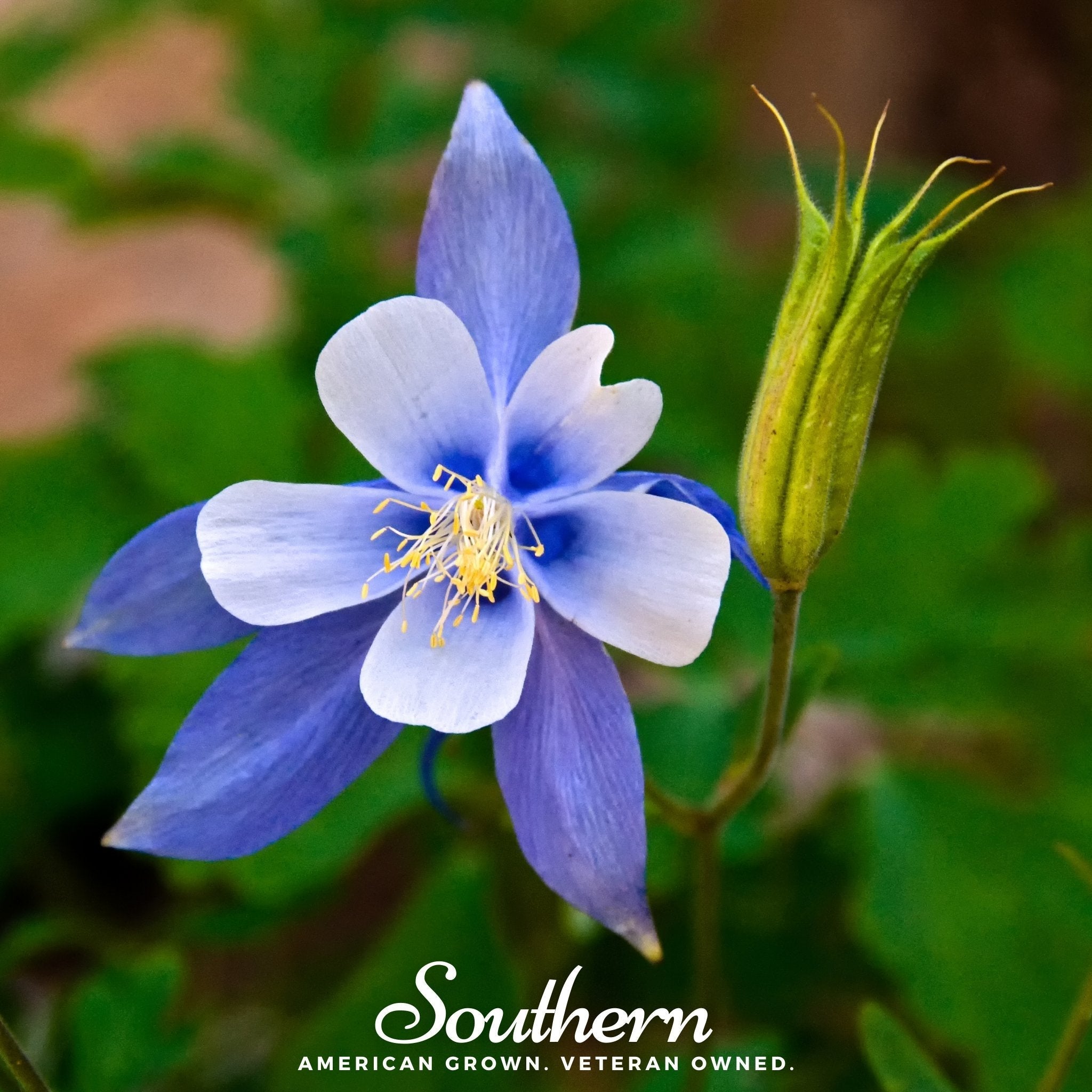 Colorado Blue Columbine – 100 Seeds | | Wiccan Center