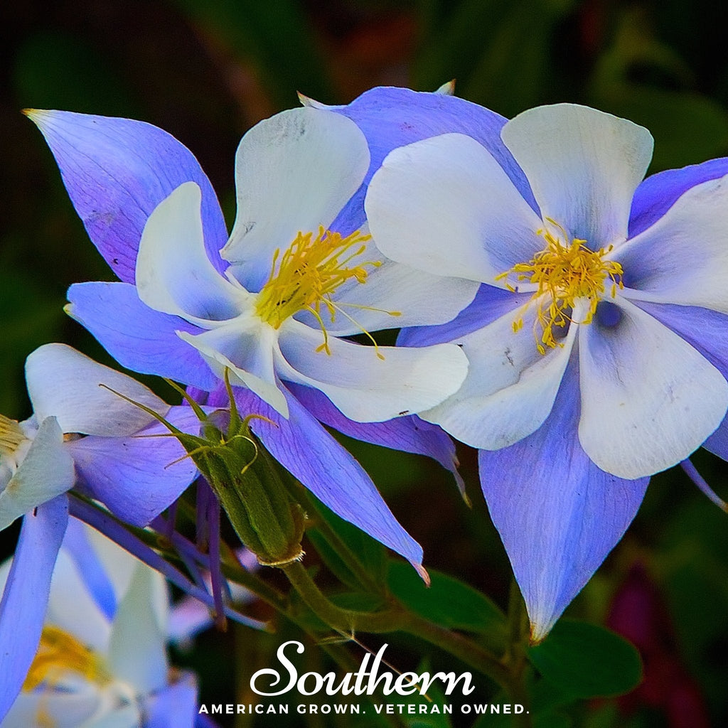 Colorado Blue Columbine – 100 Seeds | | Wiccan Center