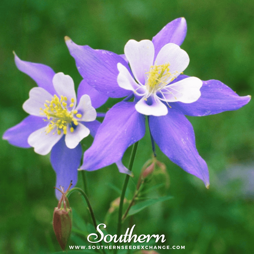 Dwarf Columbine Mix – 100 Seeds | | Wiccan Center