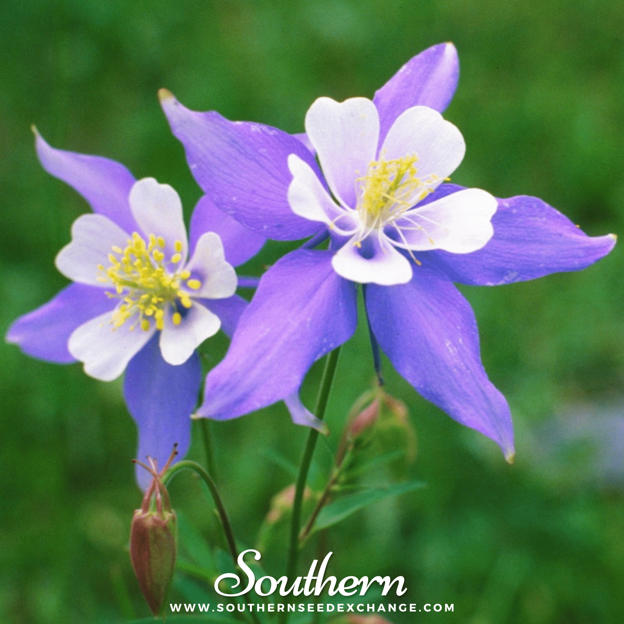 Dwarf Columbine Mix – 100 Seeds | | Wiccan Center