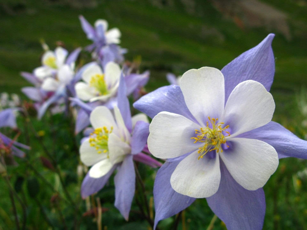 Dwarf Columbine Mix – 100 Seeds | | Wiccan Center