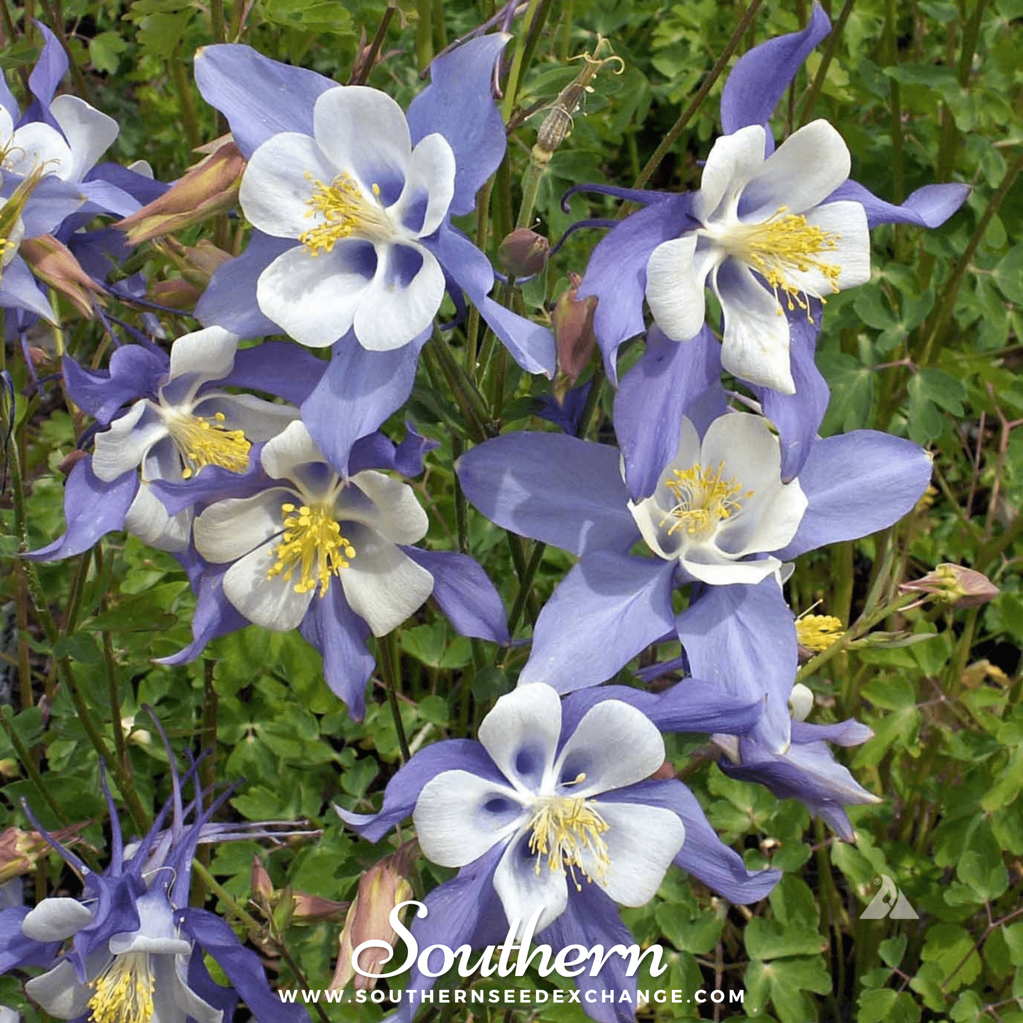 Dwarf Columbine Mix – 100 Seeds | | Wiccan Center