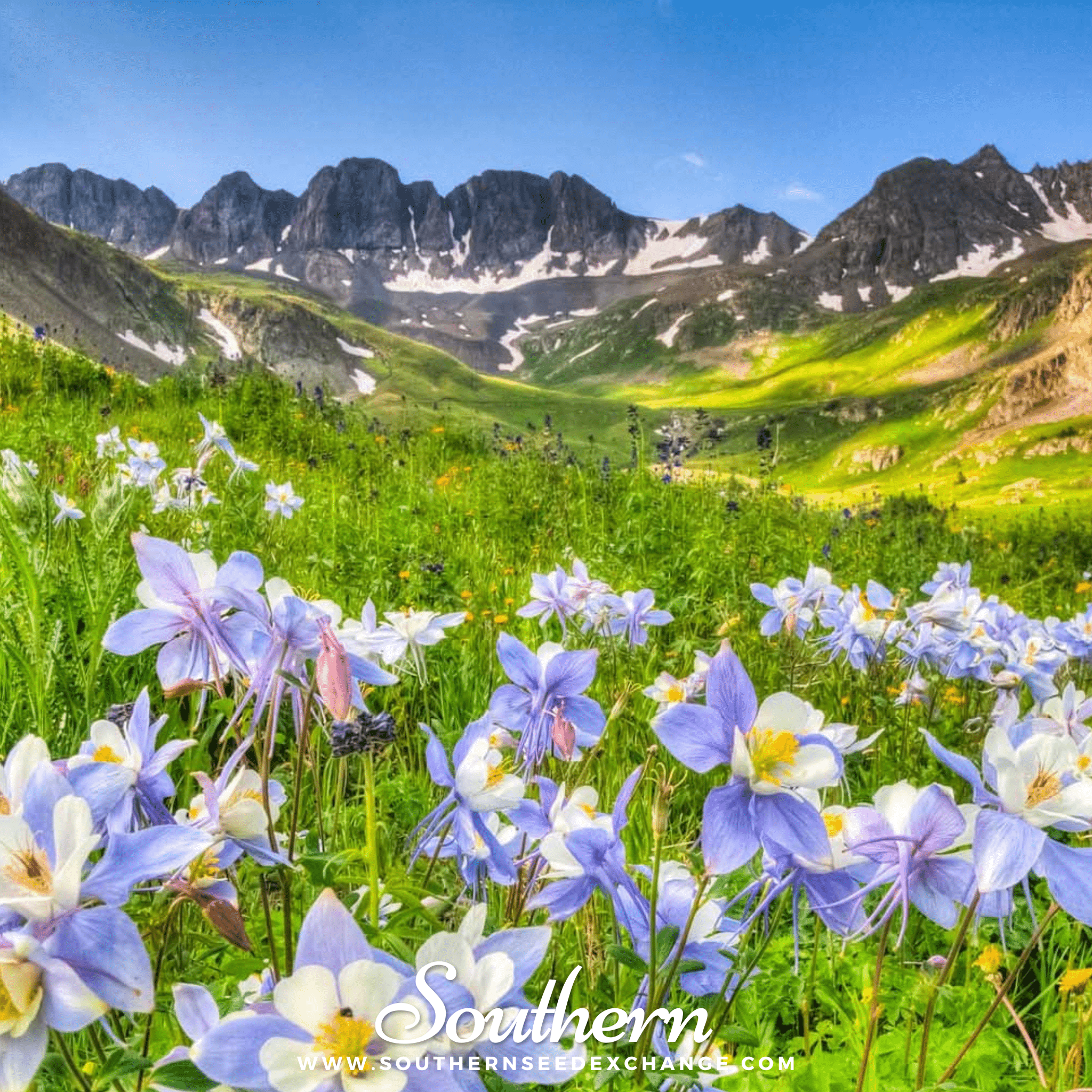 Dwarf Columbine Mix – 100 Seeds | | Wiccan Center