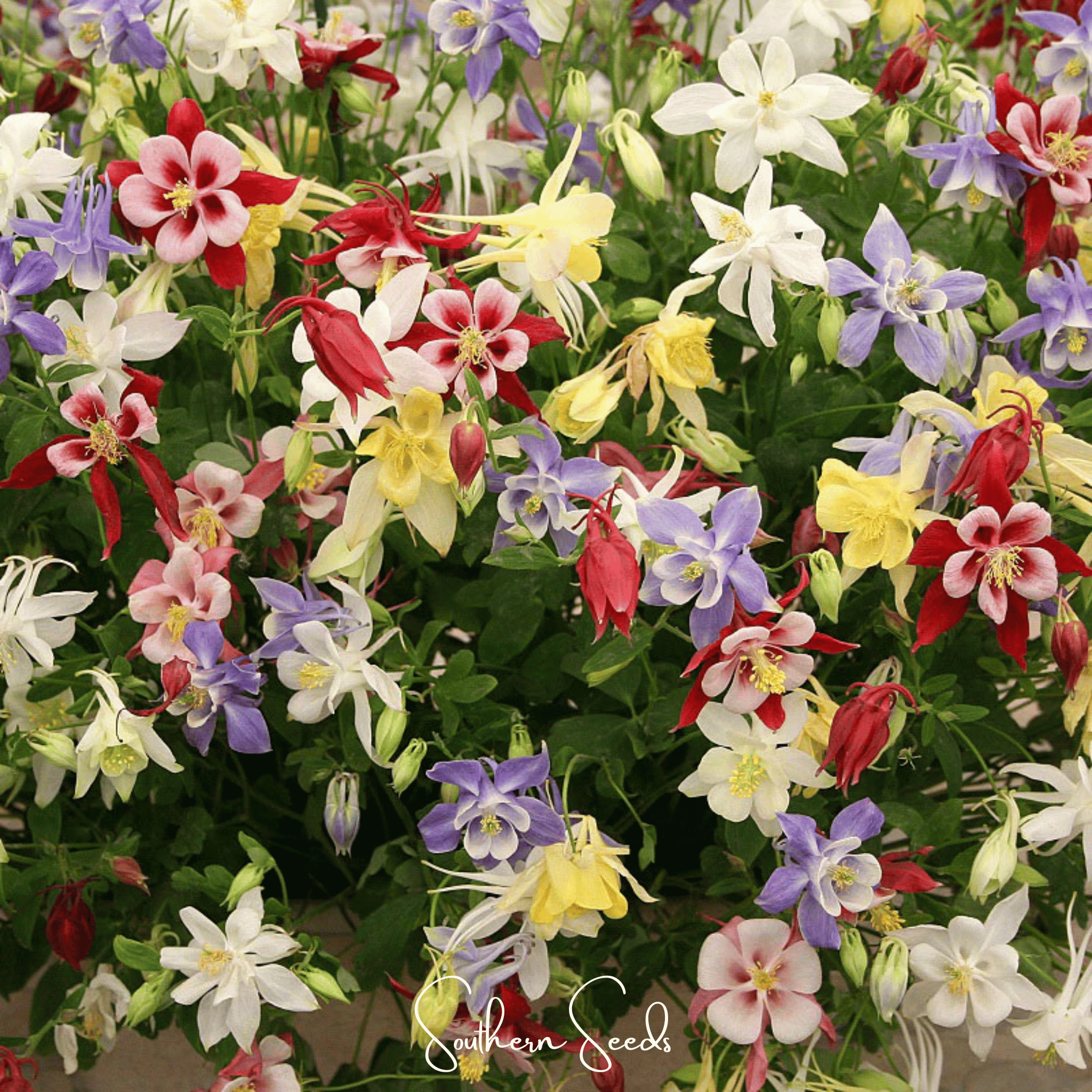 McKana Giant Columbine – 100 Seeds | Seeds | Wiccan Center