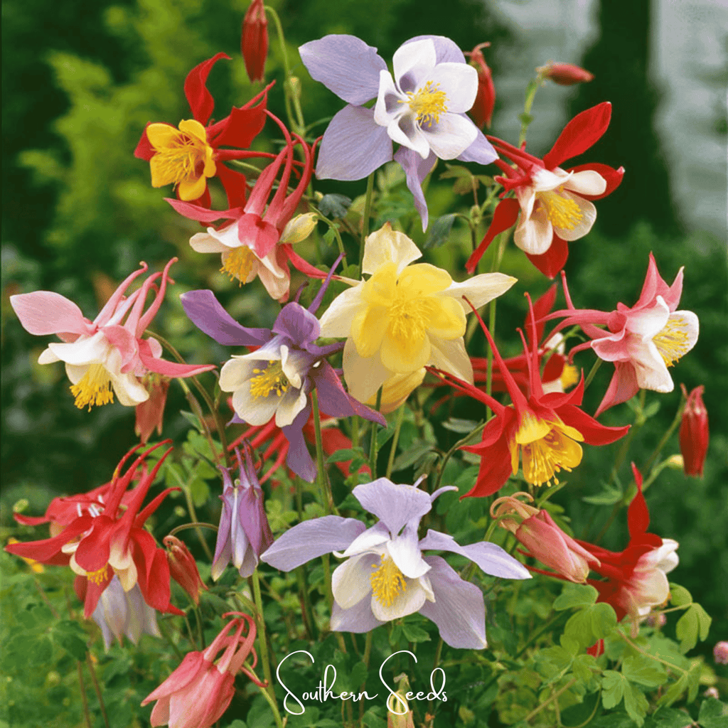 McKana Giant Columbine – 100 Seeds | Seeds | Wiccan Center