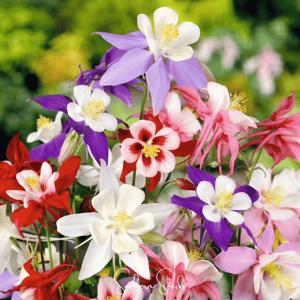 McKana Giant Columbine – 100 Seeds | Seeds | Wiccan Center