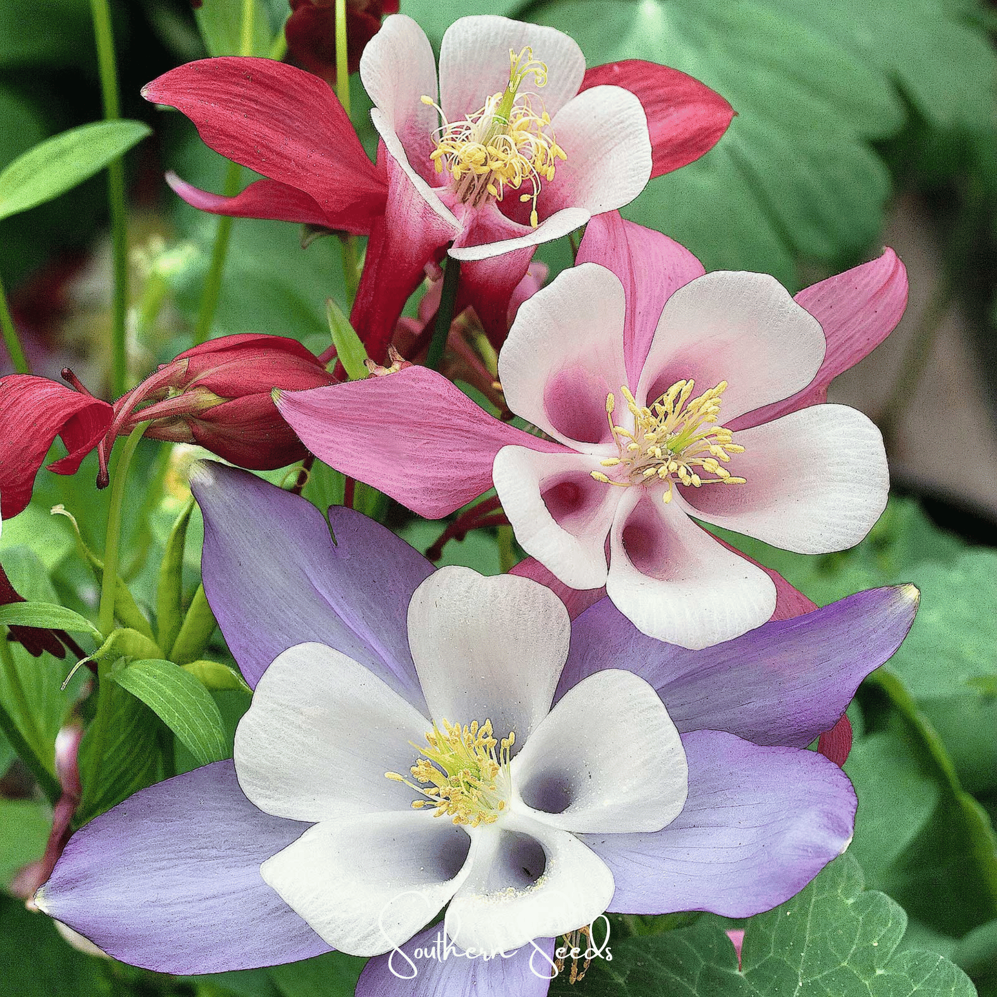 McKana Giant Columbine – 100 Seeds | Seeds | Wiccan Center