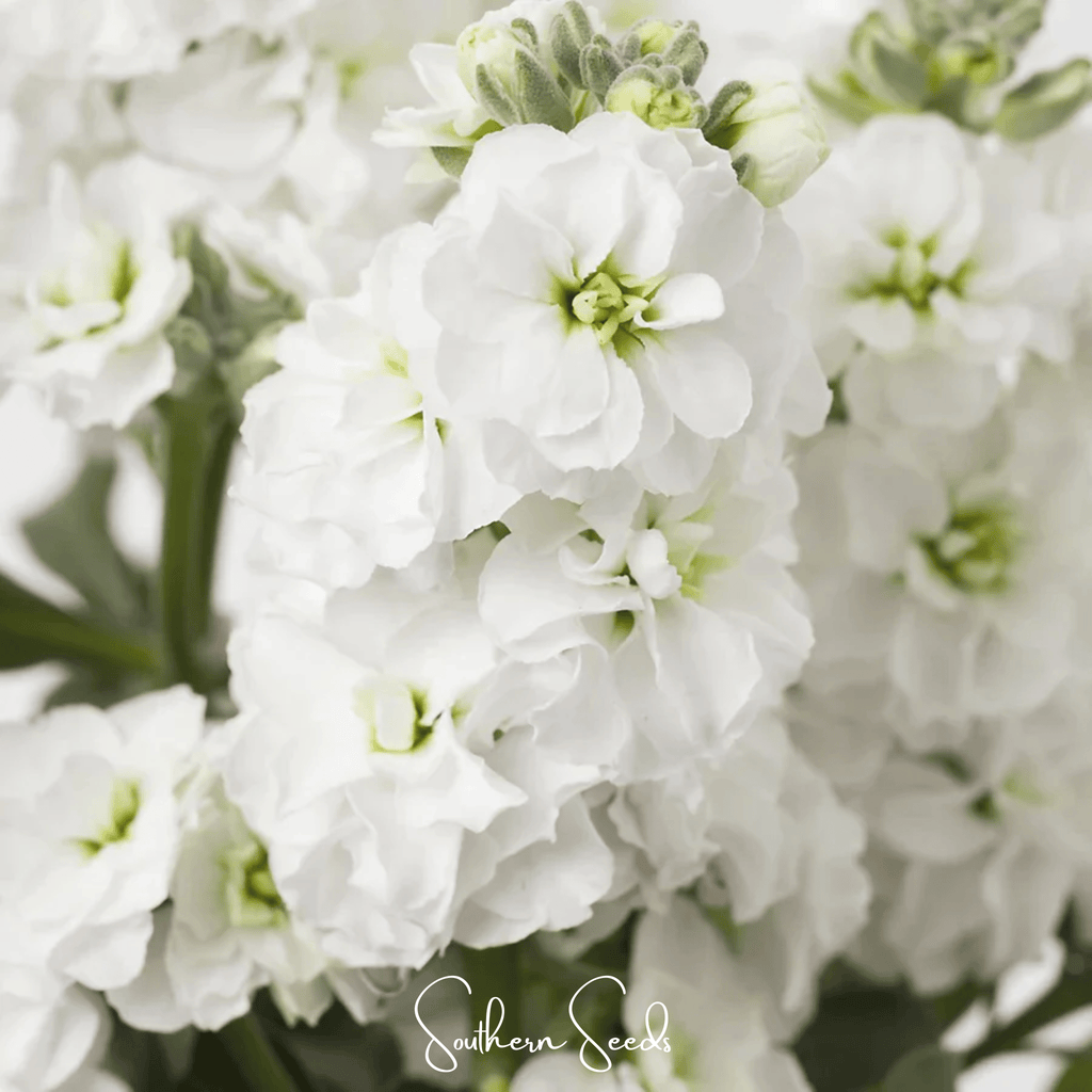White Goddess Column Stock – 50 Seeds | Seeds | Wiccan Center
