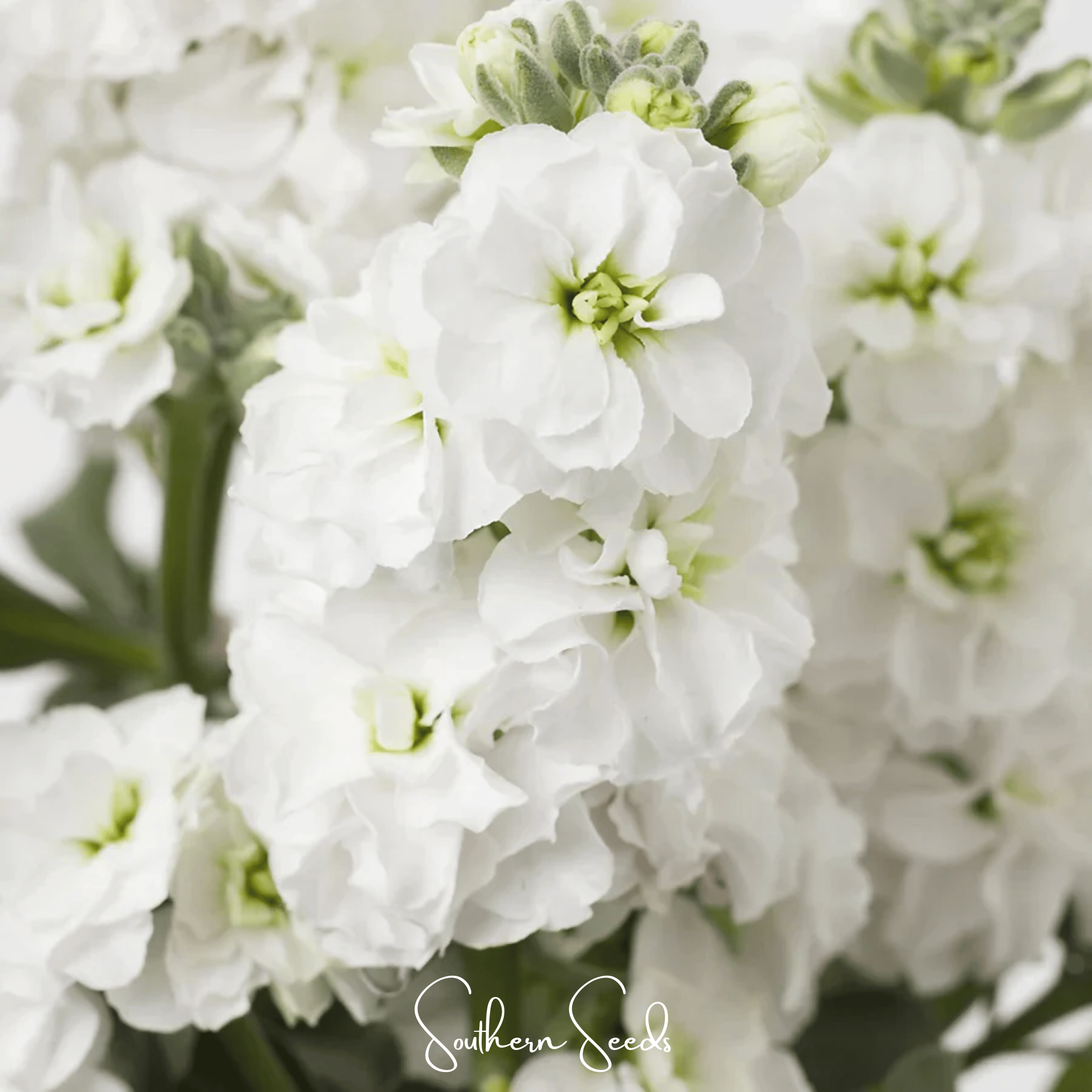 White Goddess Column Stock – 50 Seeds | Seeds | Wiccan Center